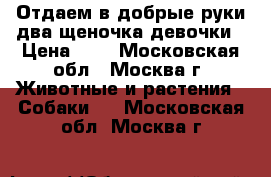 Отдаем в добрые руки два щеночка-девочки › Цена ­ 1 - Московская обл., Москва г. Животные и растения » Собаки   . Московская обл.,Москва г.